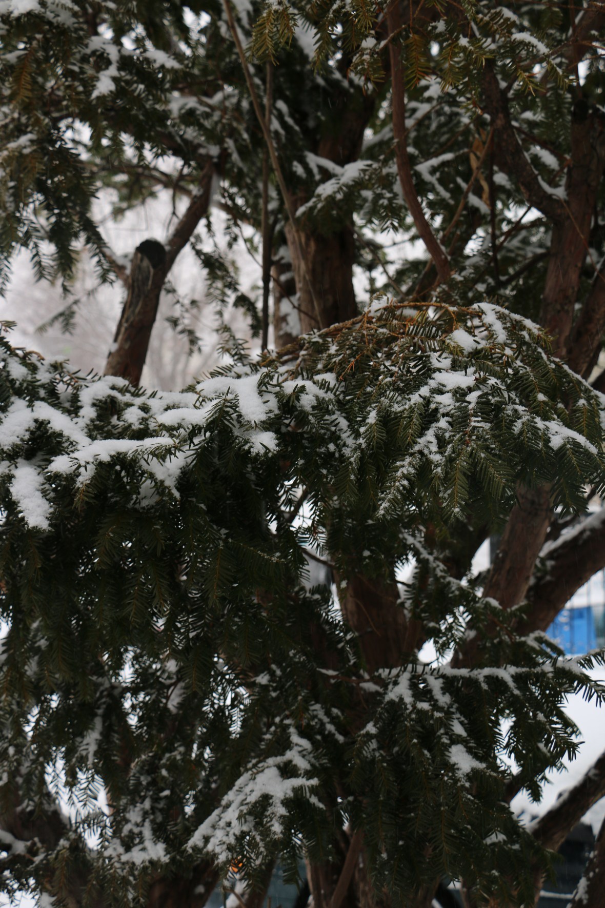 Snow Kissed EverGreen