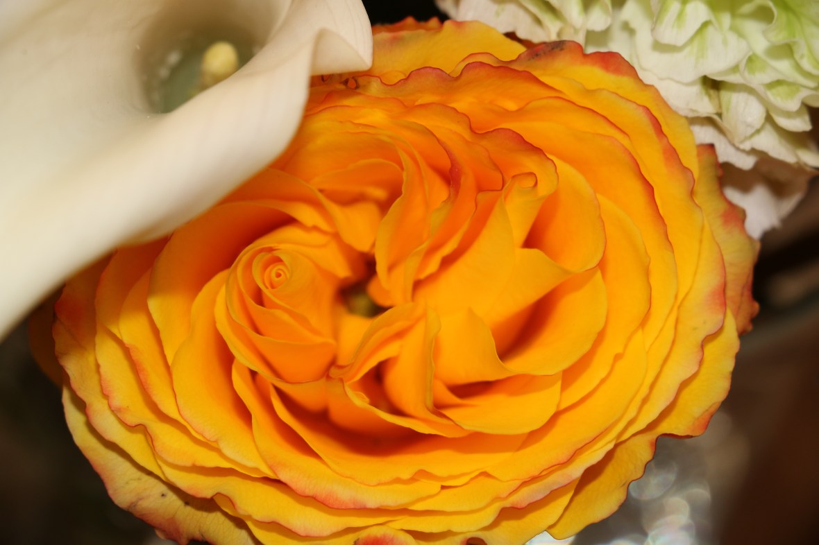 Calililly & Orange Maelstrom