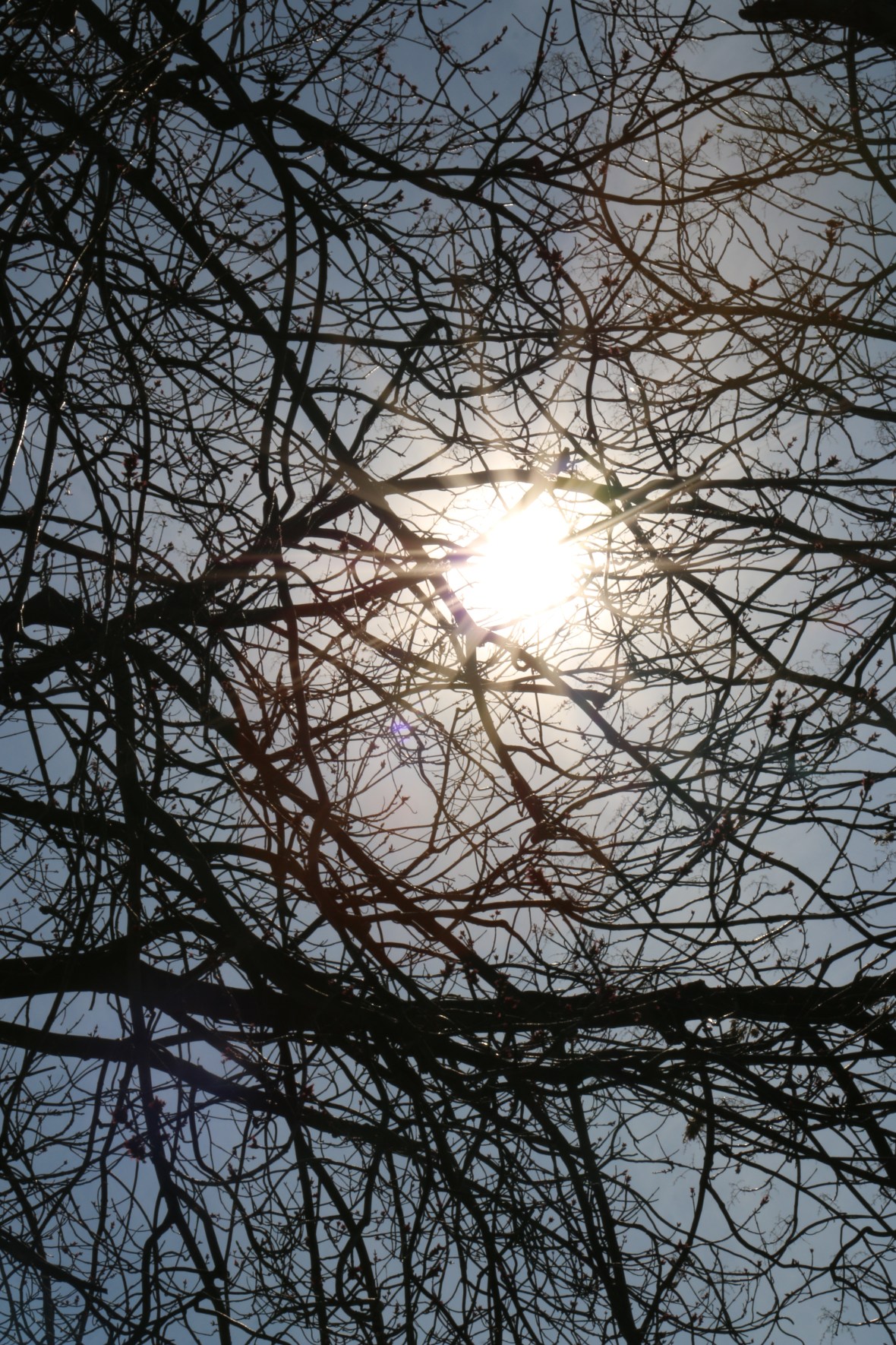 Sun Rays & Branches