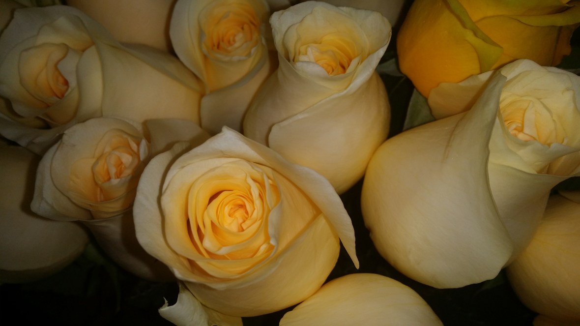 Up Close on Yellow Gold Roses