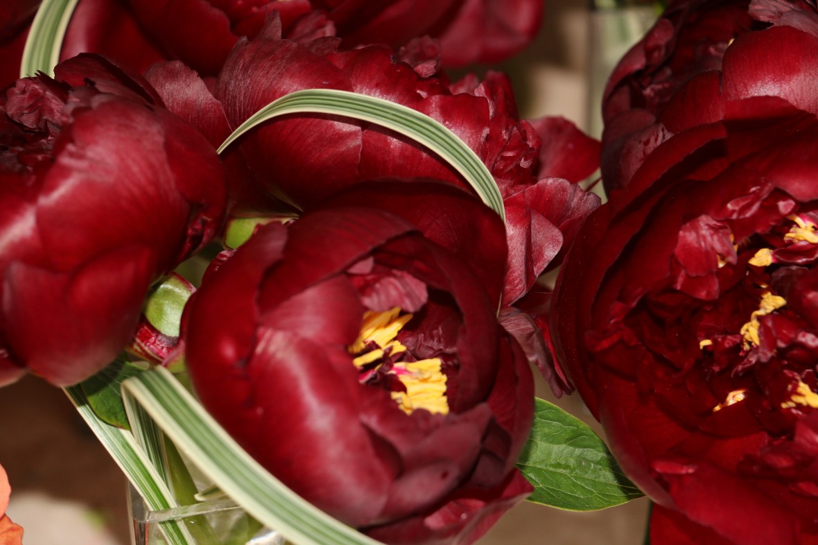 Up Close on Crimson Peony