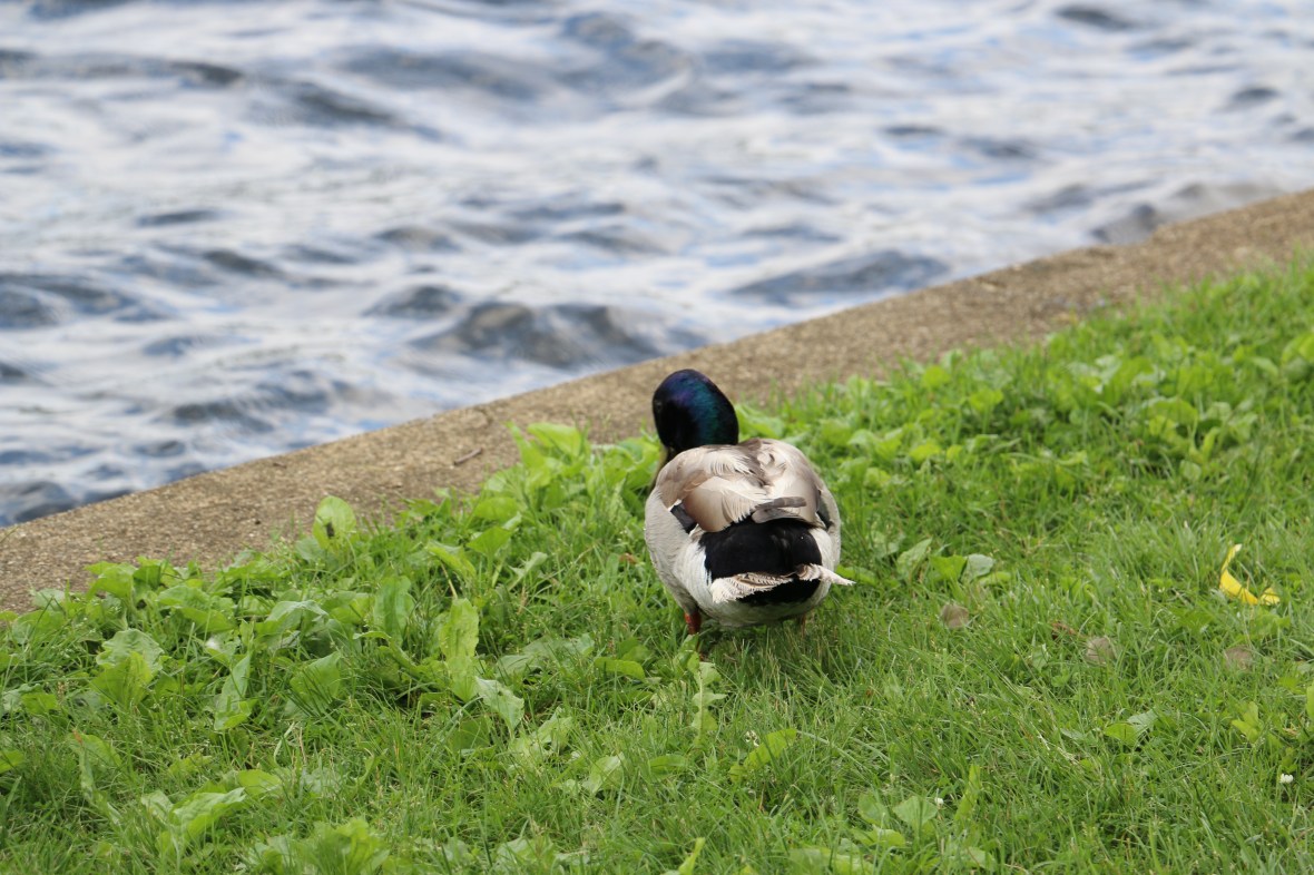 Quacker is about ready to bounce.