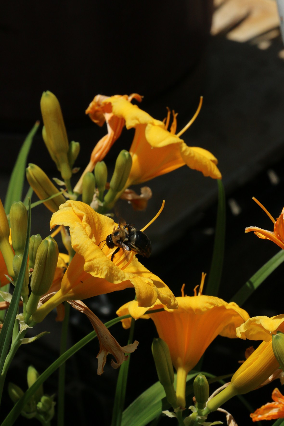 Honey Jack Bumble Bee 