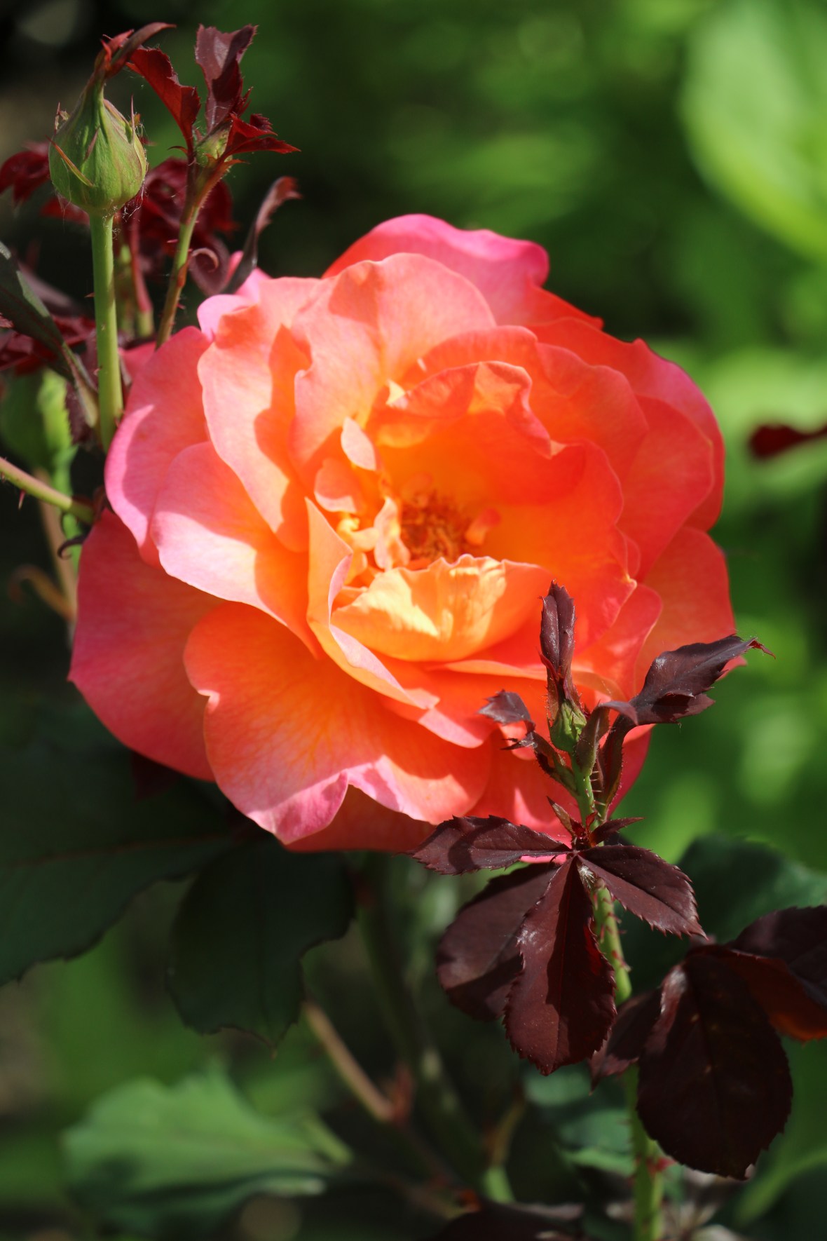 Full bloom ladies and gentlemen! ;) 