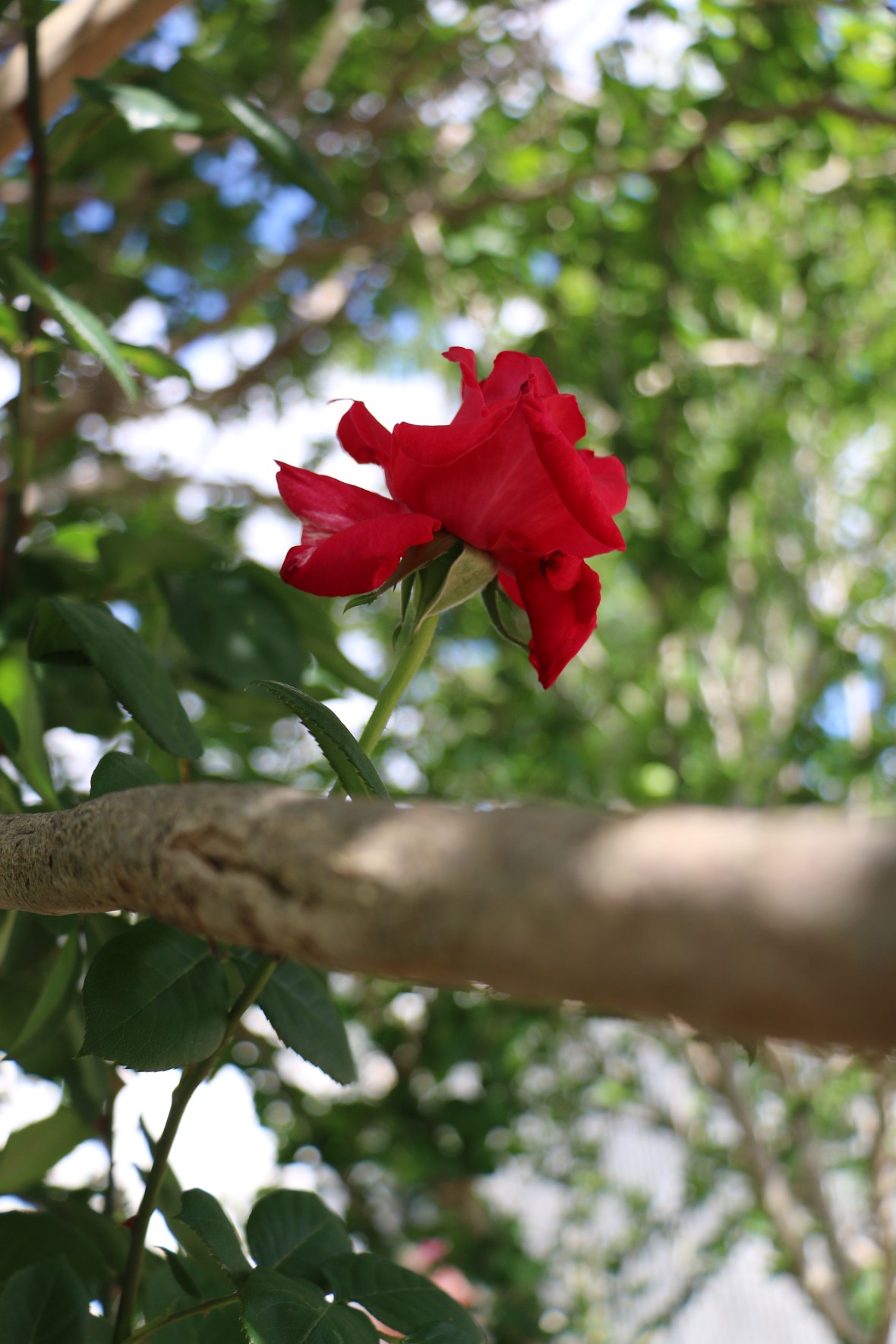 By any other name she still smells as sweet!!! 