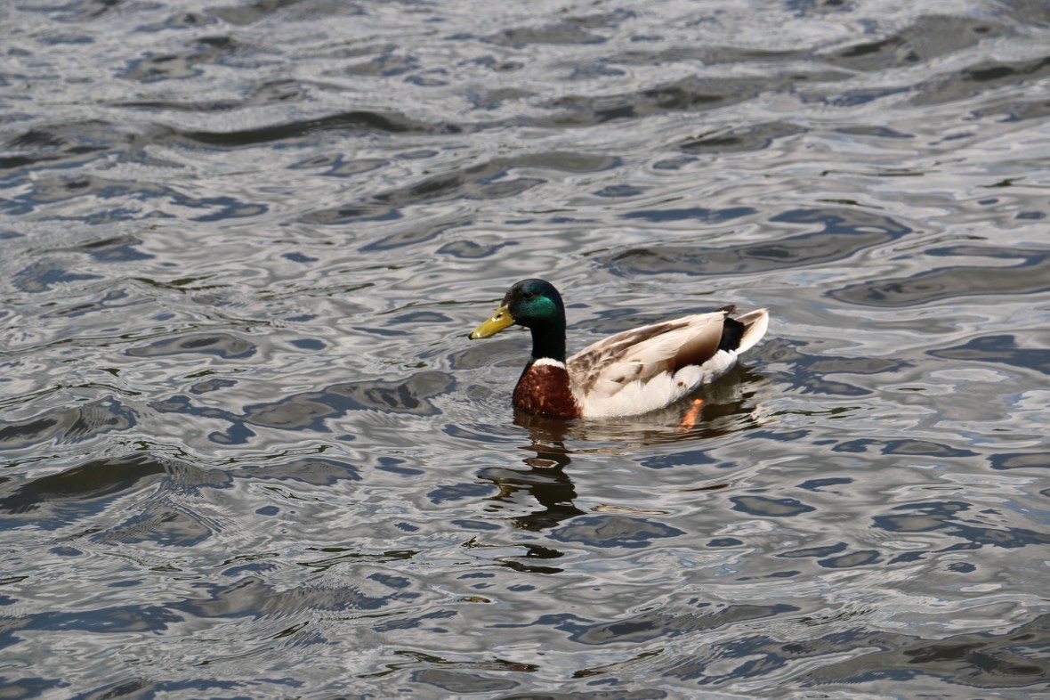 Aww shucky ducky quack quack!!