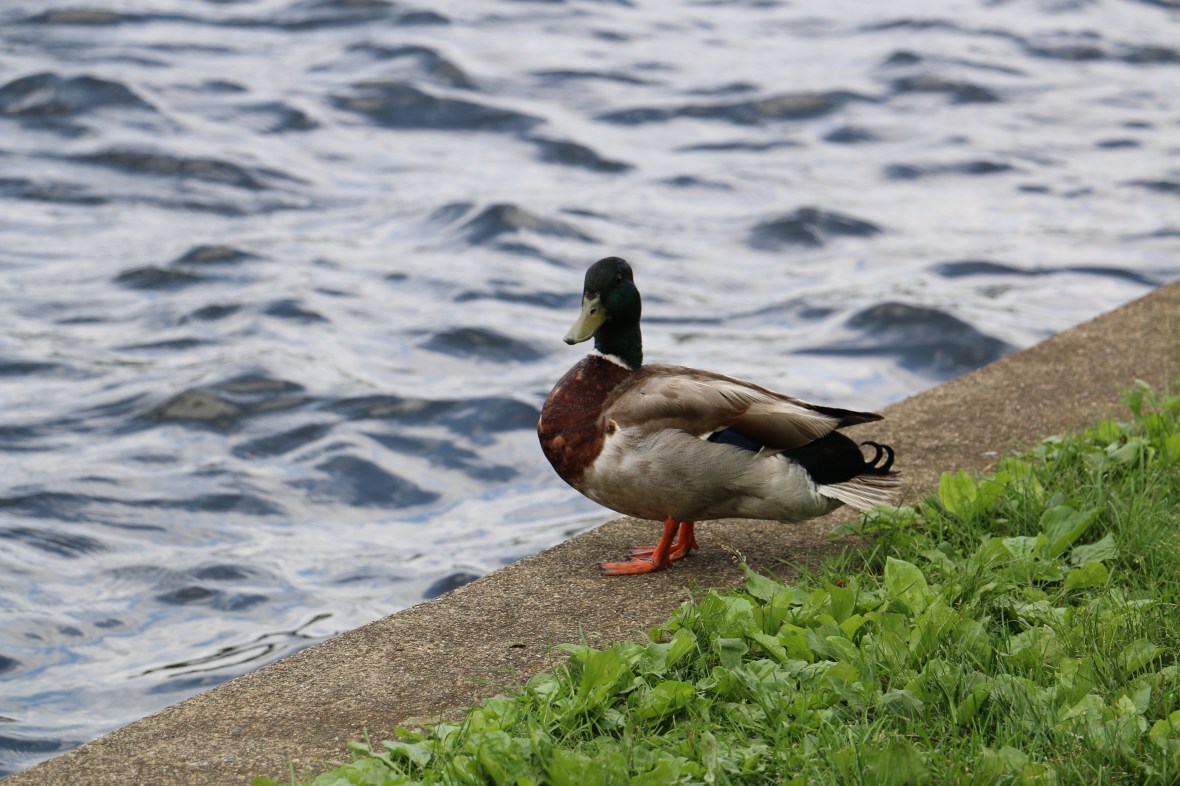 On dry land getting his good side.