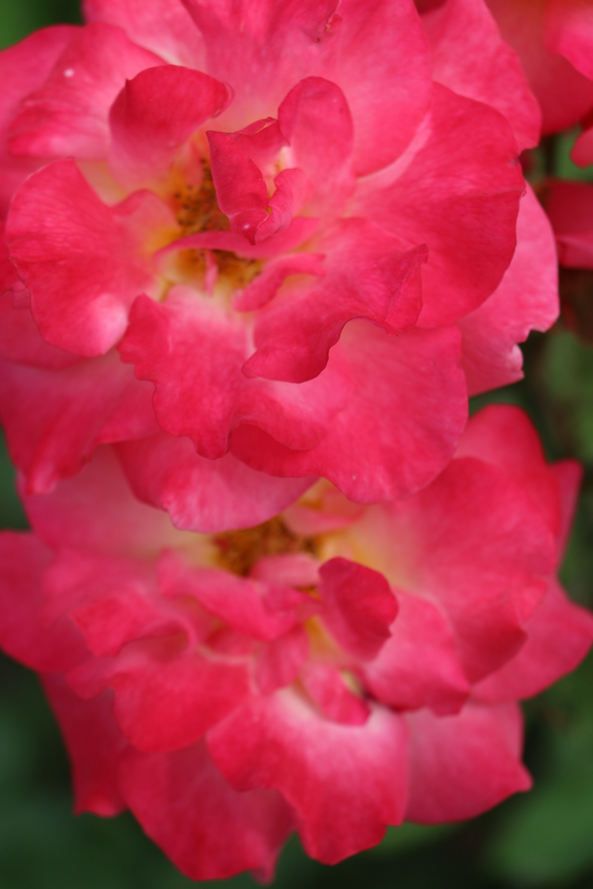 Talk about your pretty in pink