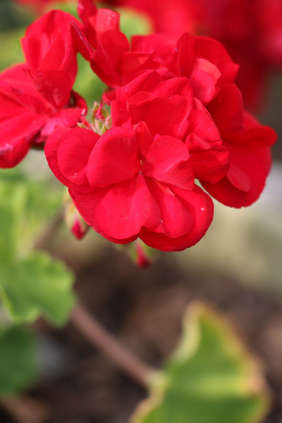 I'll admit I don't know the name of these flowers but I'll call em "Women in Red Dress"