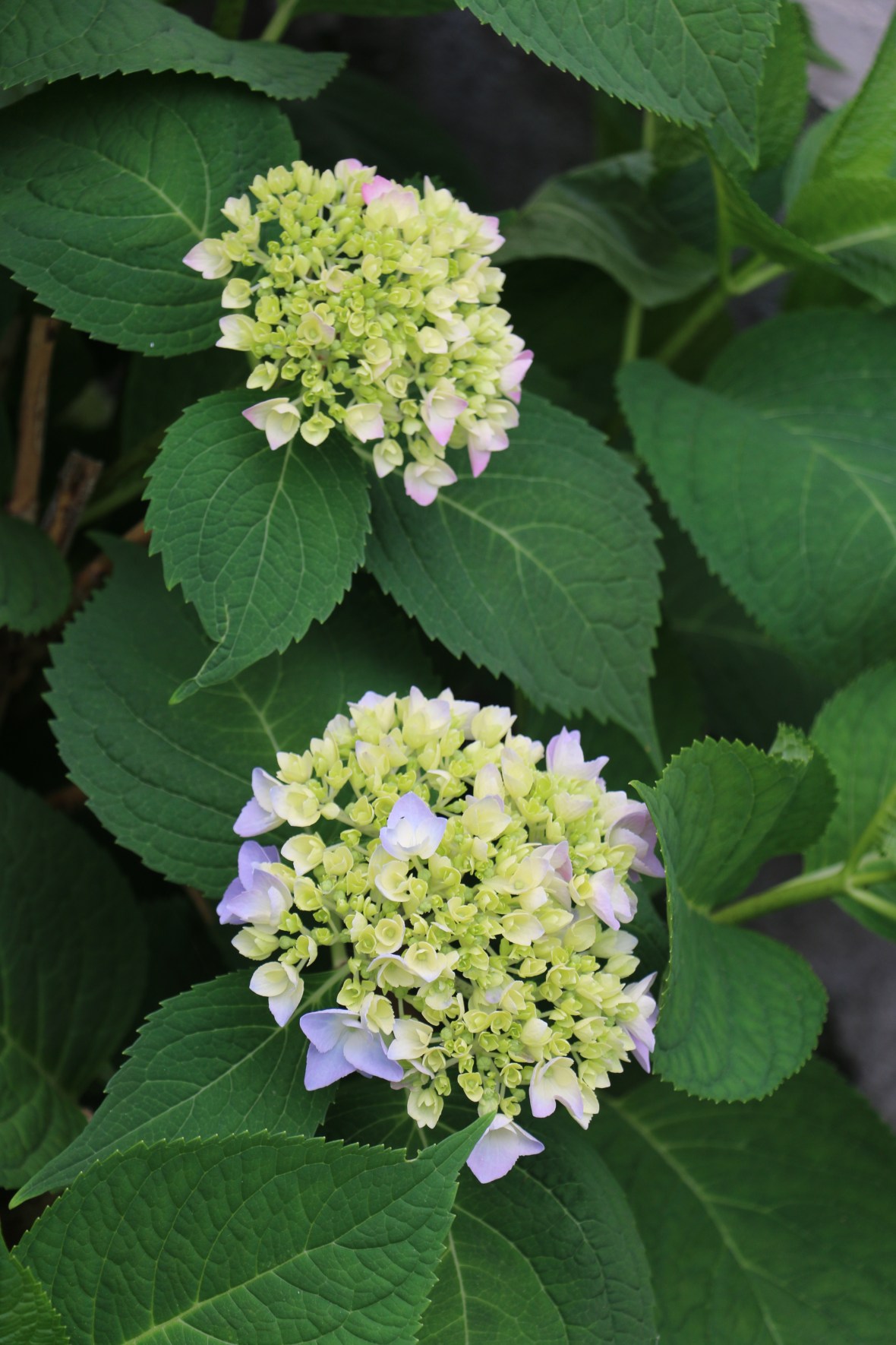 Check out the lavender and green growing Hydrangeas.