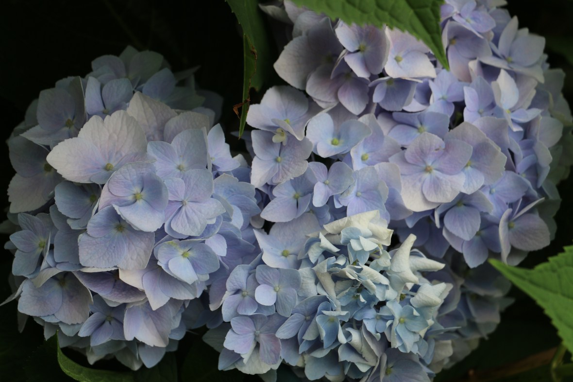 These looked like they were changing color
