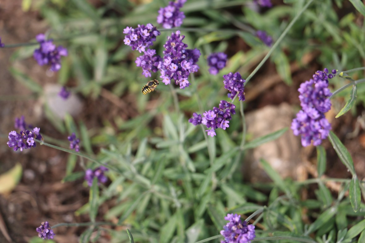 Looks like the Bee is visiting the Purple ladies.