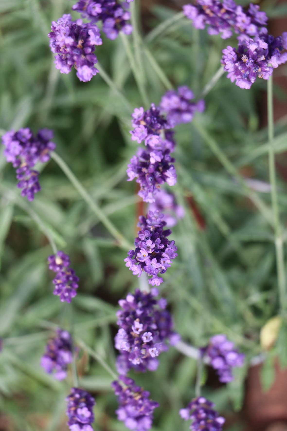 Purple columns