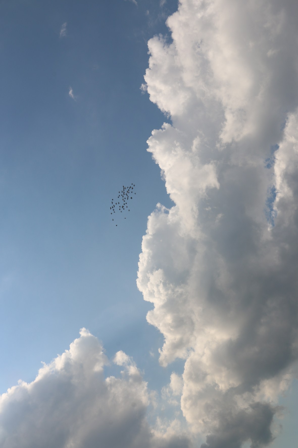 Clouds & Birds Swarm