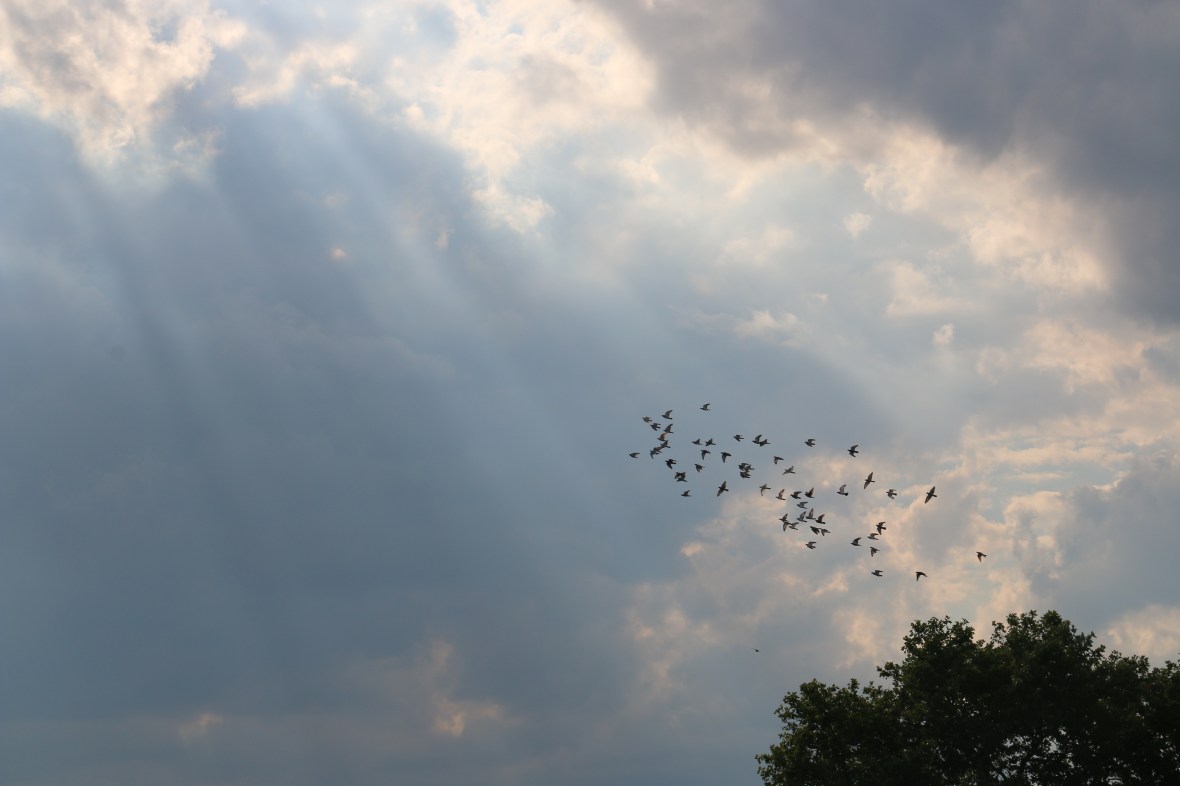 God Highlighting His Aerial Creatures