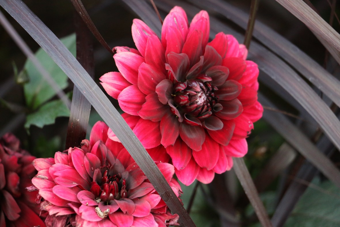 Red Dahlias