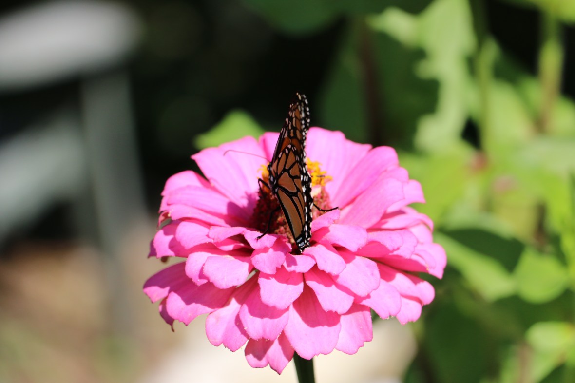 South Side Closed Wings