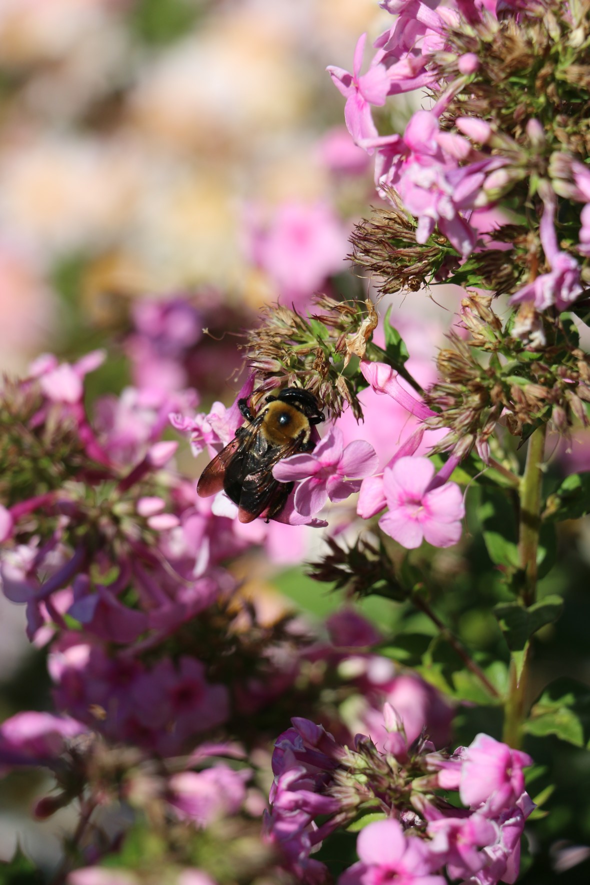 Bee In The Petals