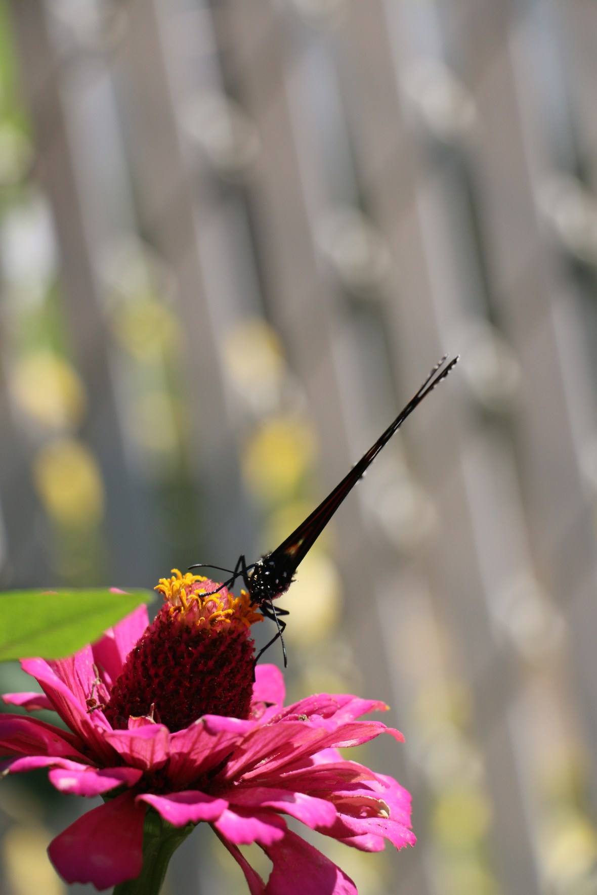 Monarch Facing Front