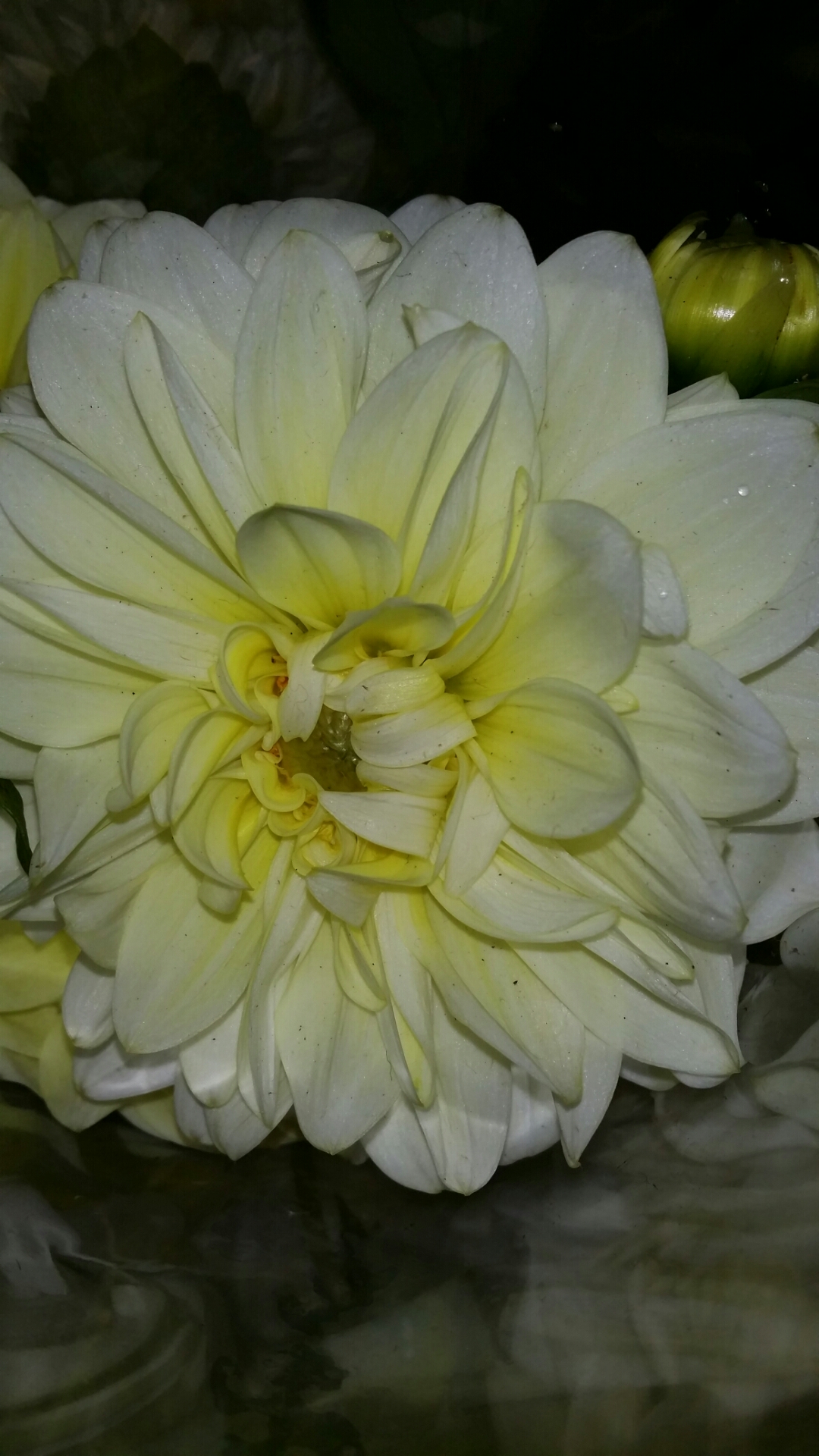 The White Dahlia II