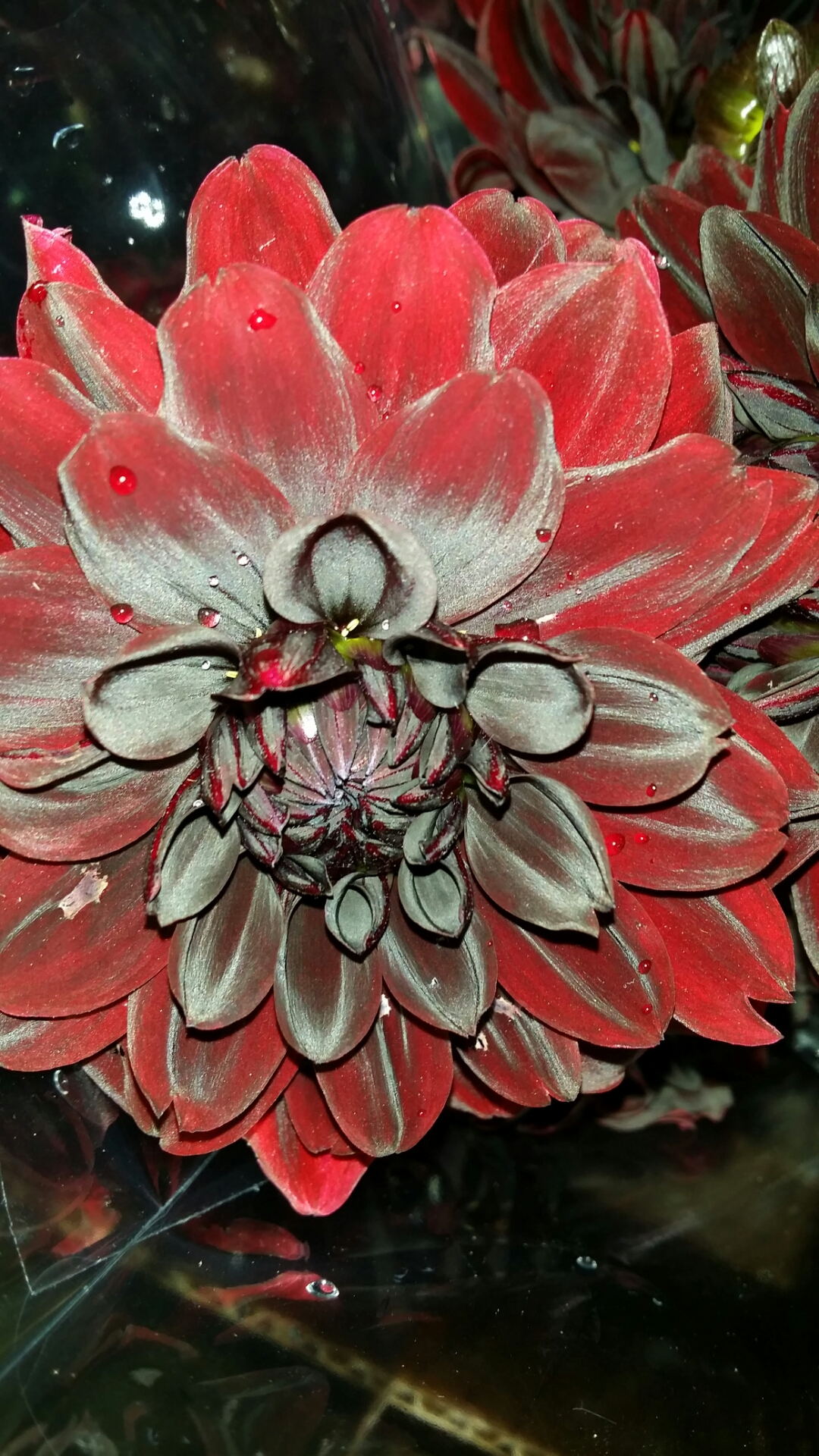 The Dark Red Dahlia