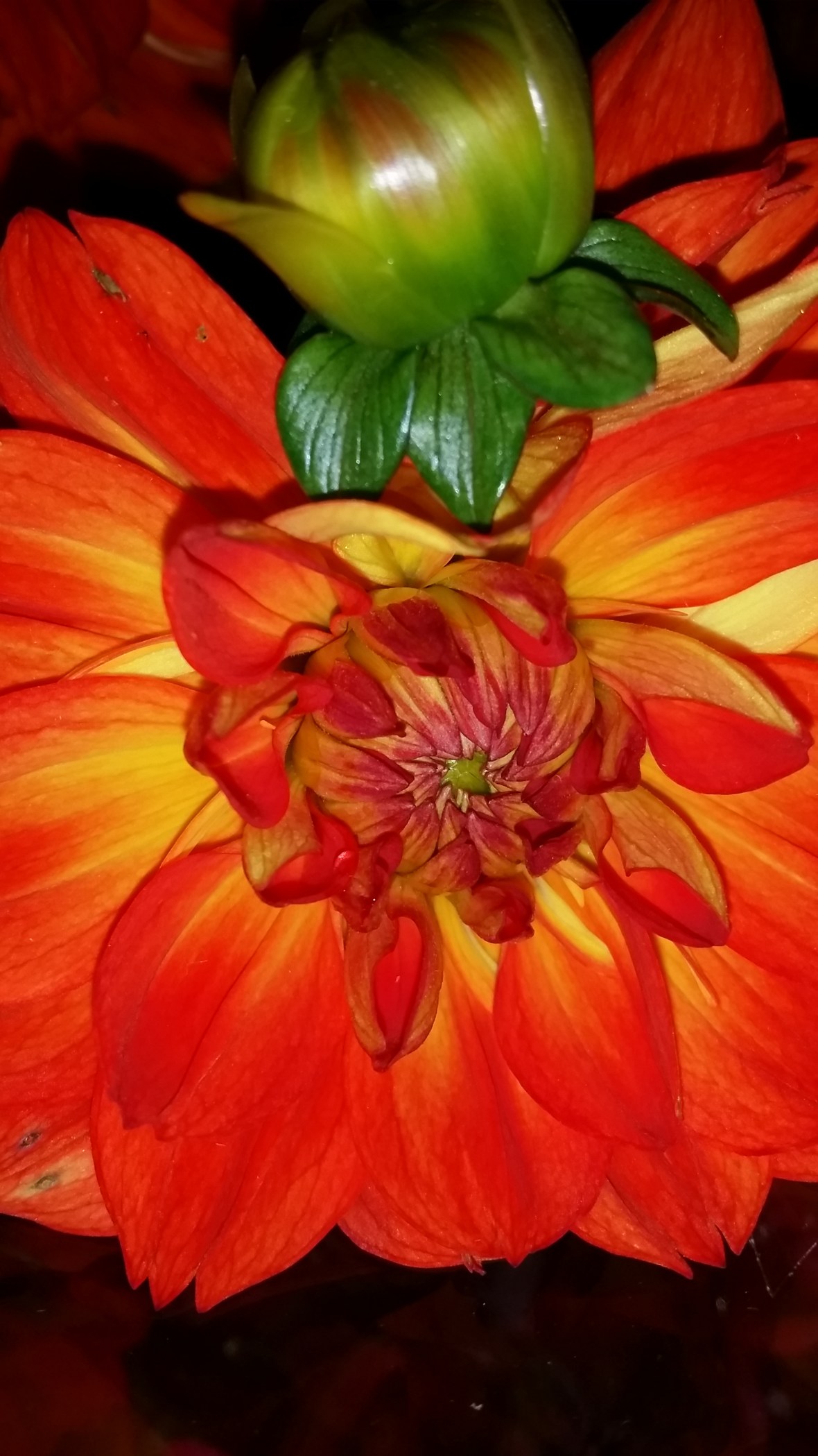 The Orange Dahlia