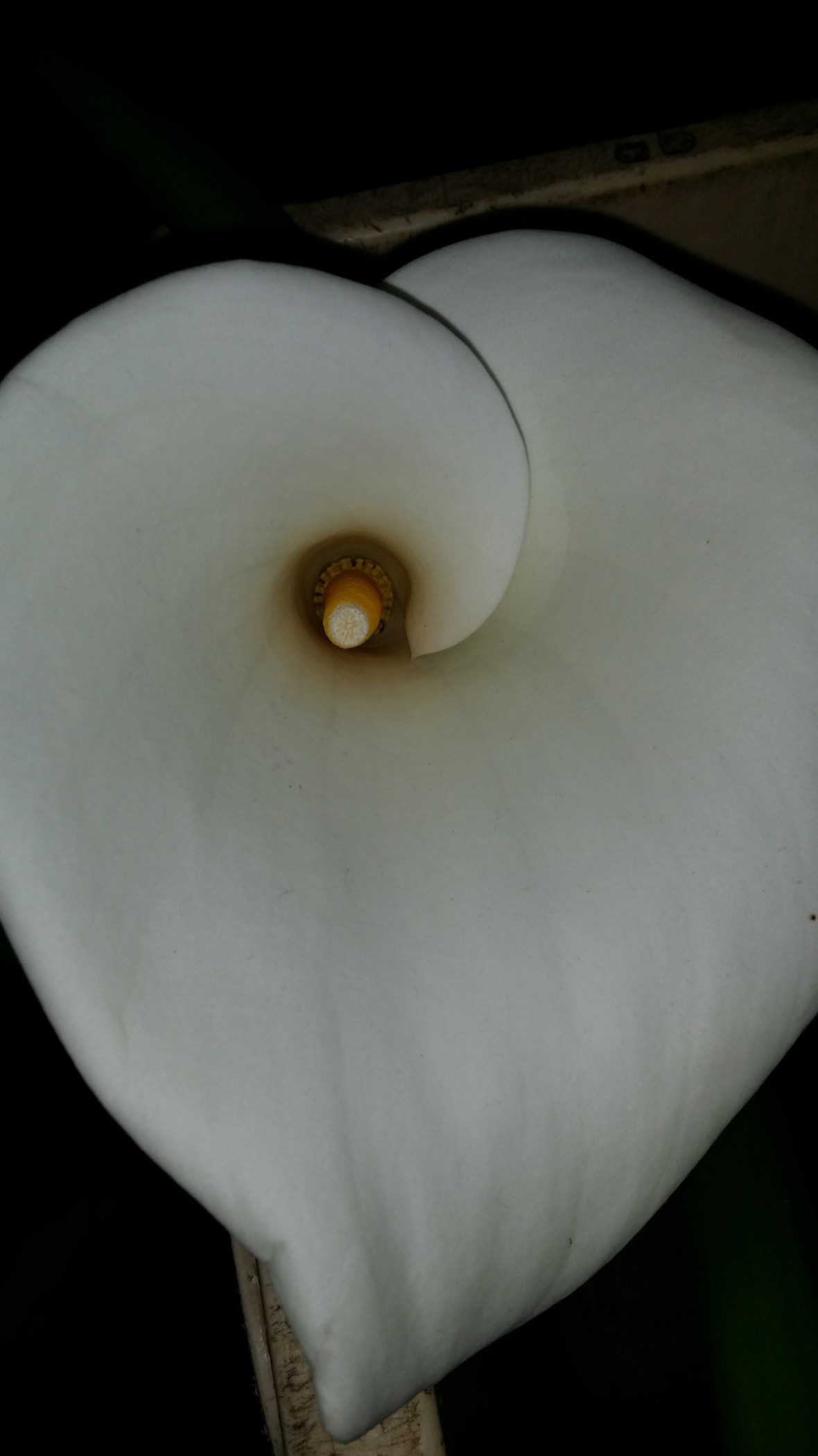 White Calla Lily II: From Above