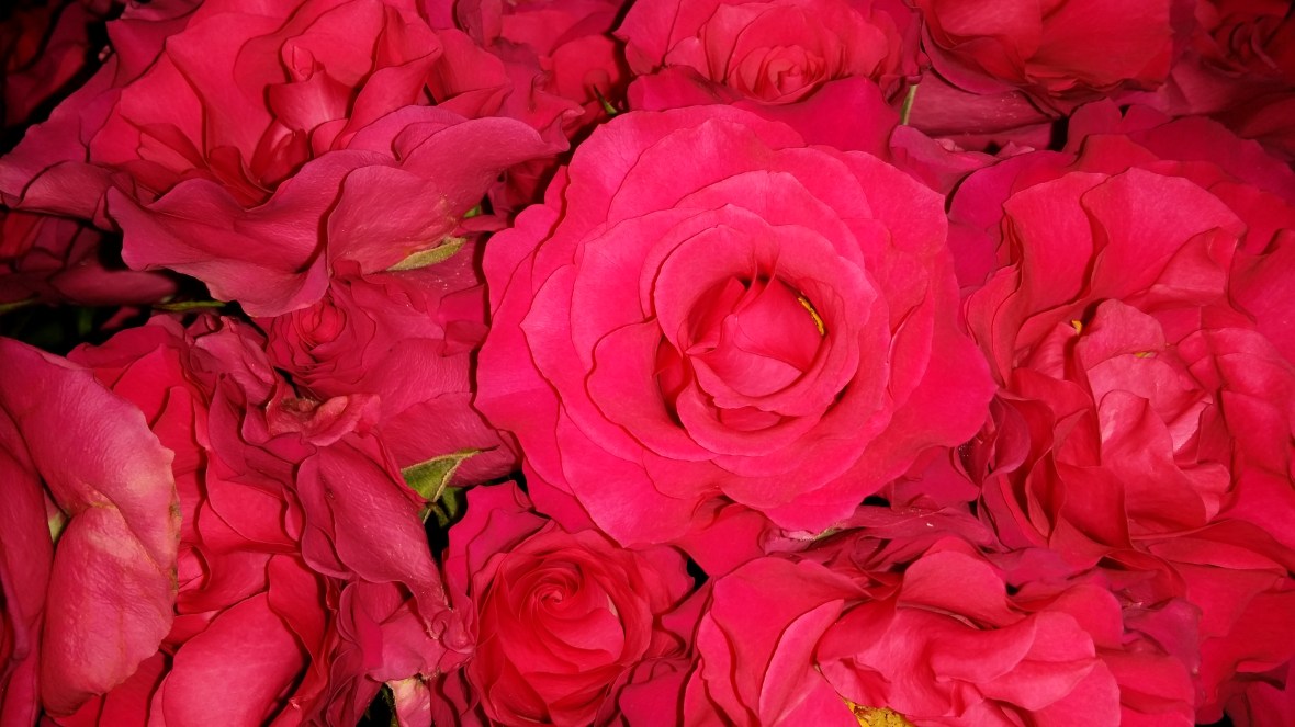 Red Spray Roses
