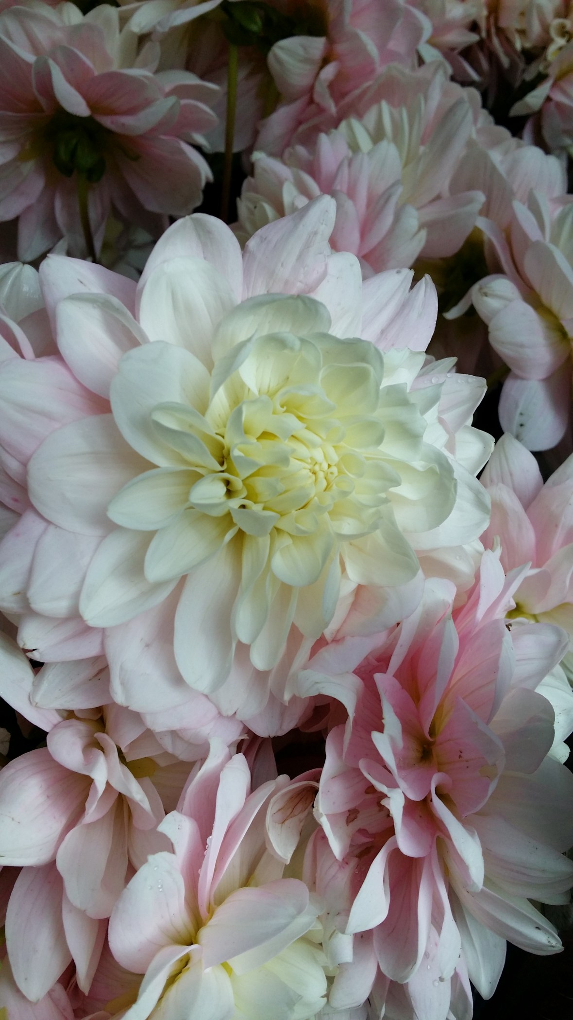 Pink & White Dahlia