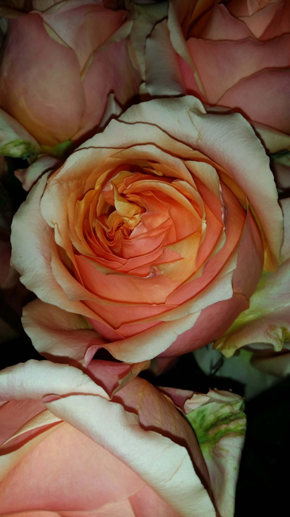 Peach Colored Rose