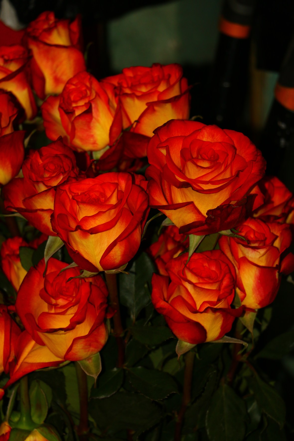Circus Roses Bunched