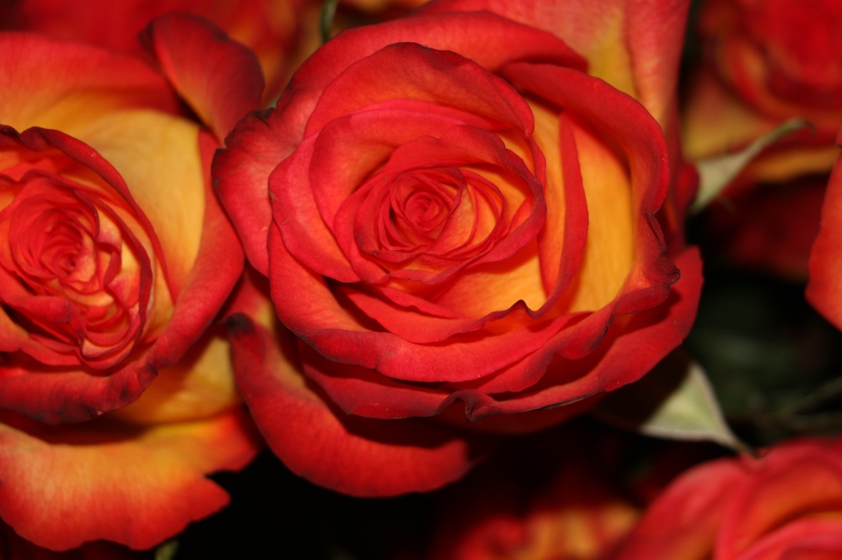 Circus Roses II