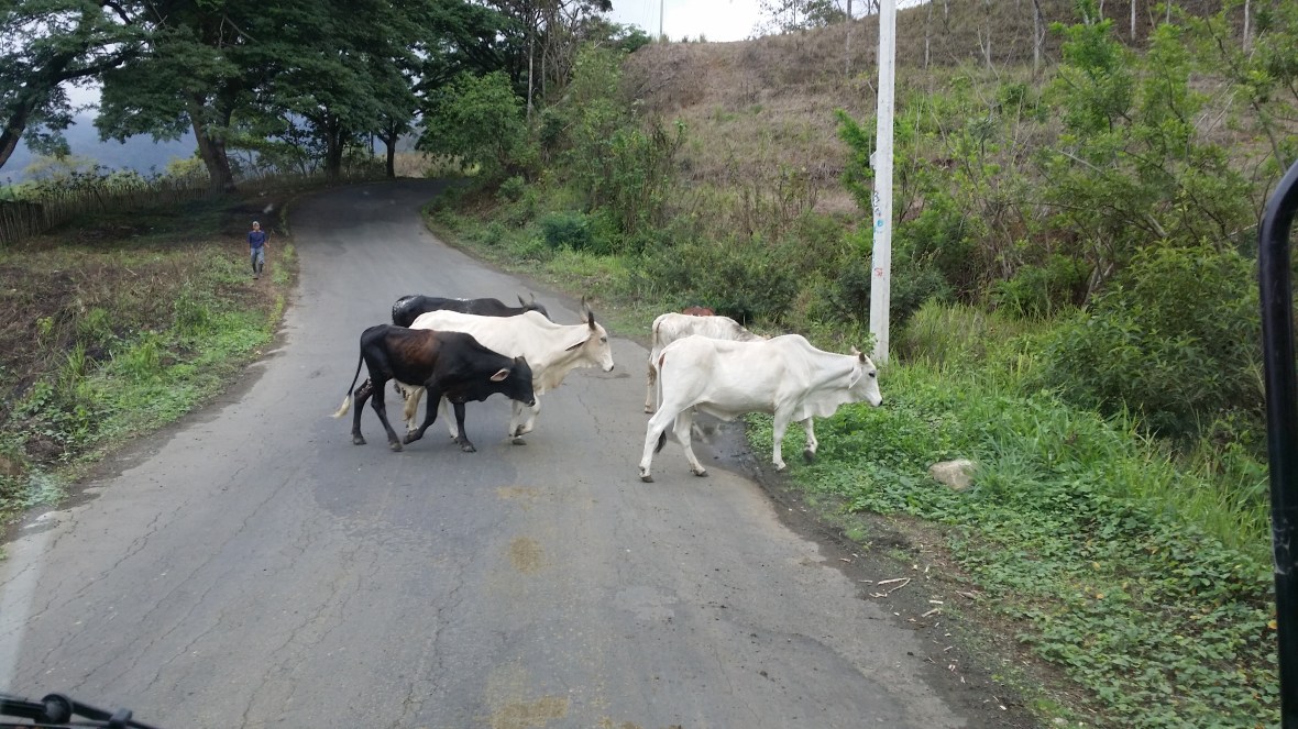 Cattle Crossing