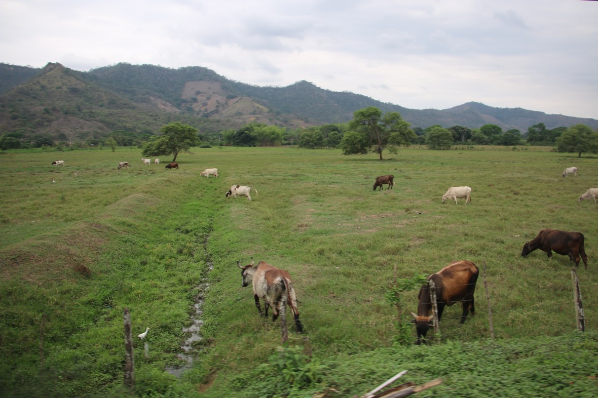 Cattle in the Plains