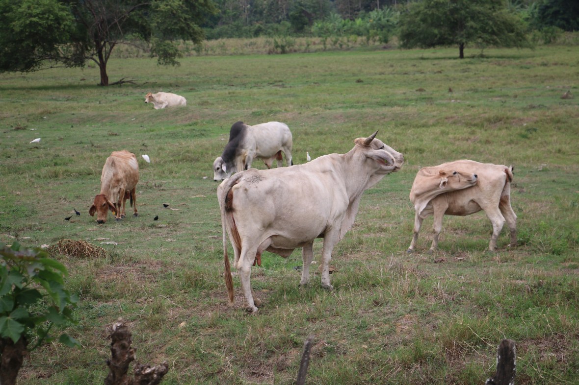 The Scene: Livestock