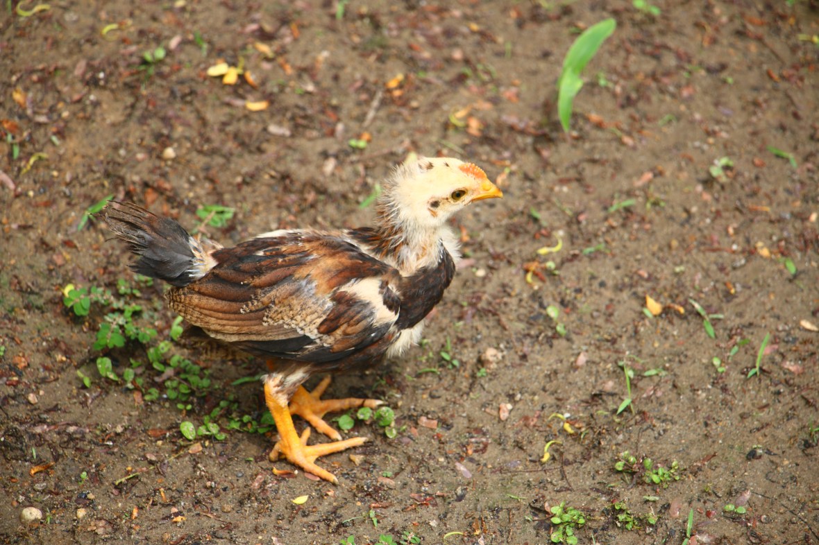 Golden & Brown Chick