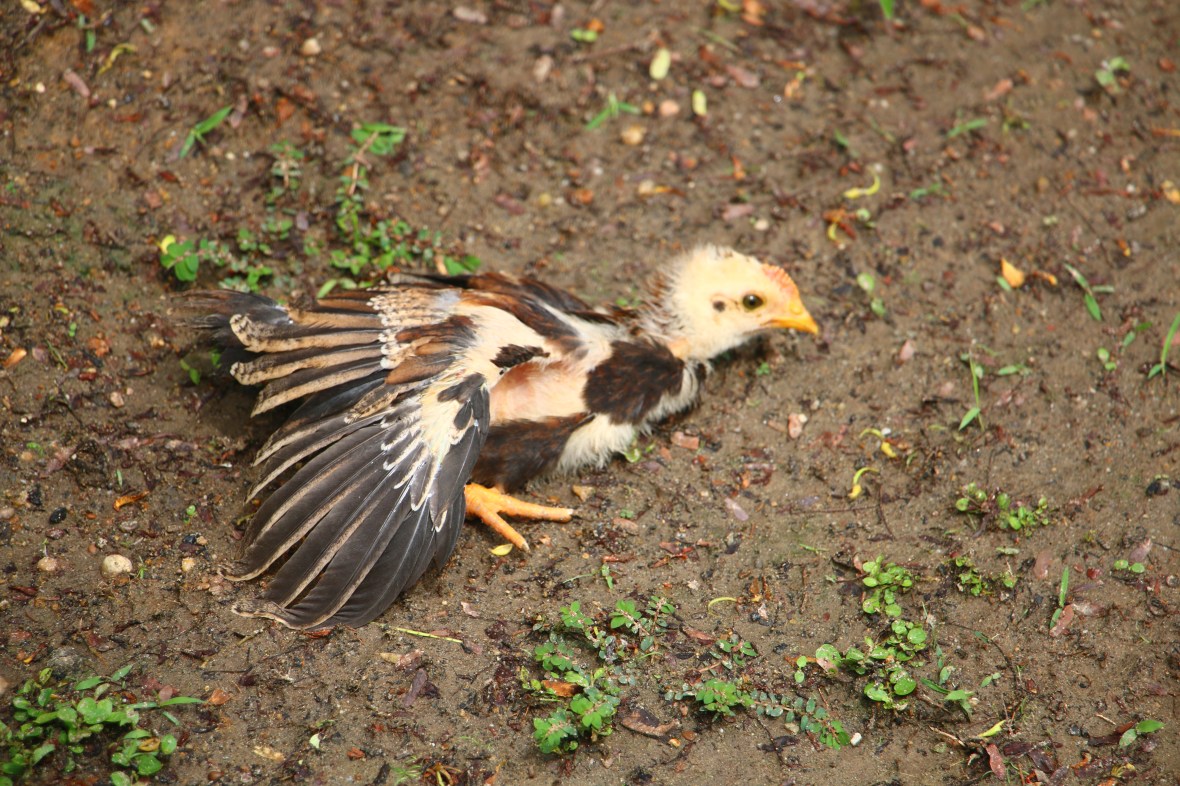 Golden Brown Laying Prone