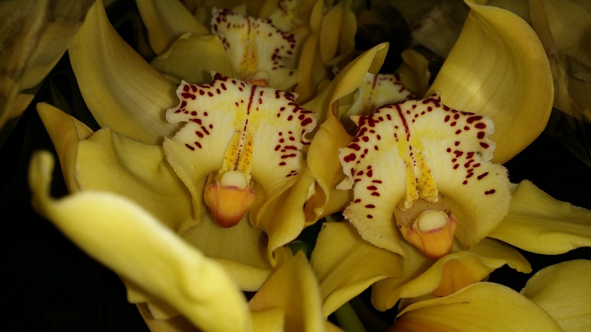 Yellow Cymbidium Orchids
