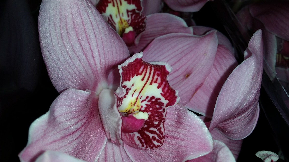 The Pink Cymbidium