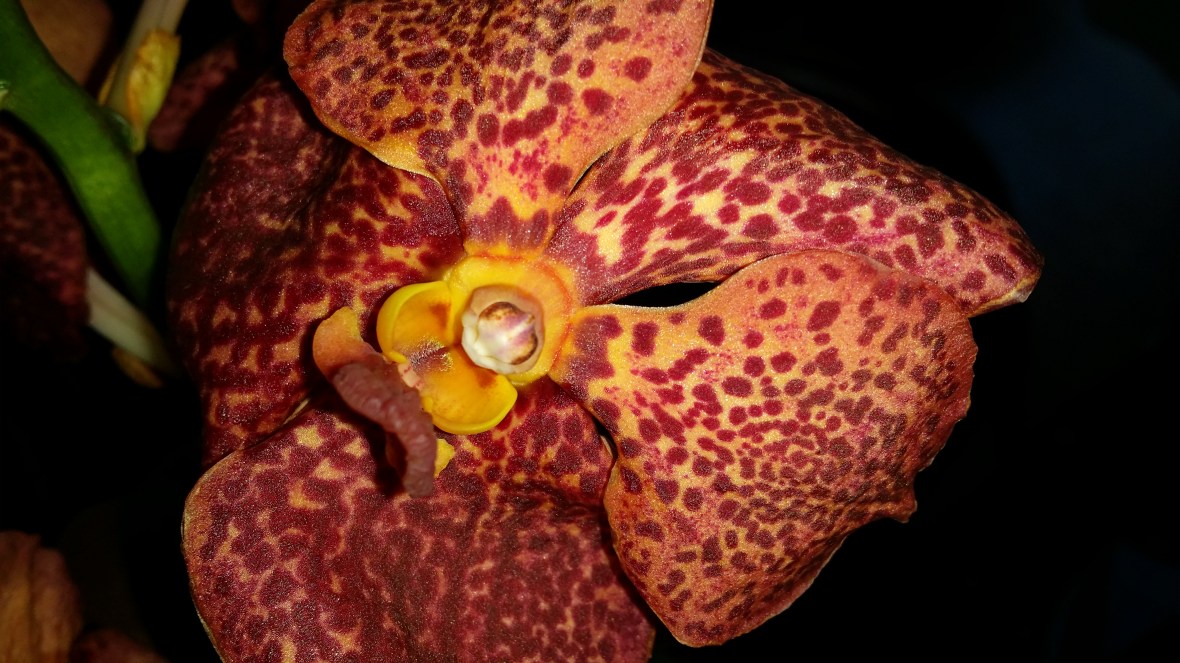 The Orchid Series: Red & Yellow Speckled