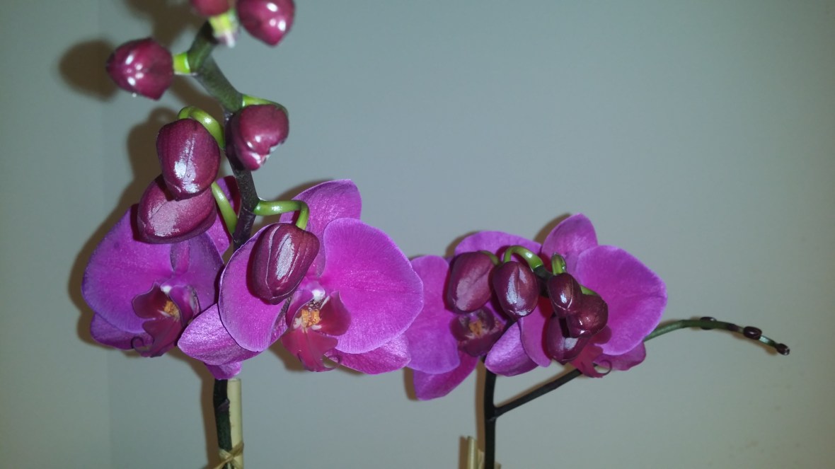 The Purple Orchid 2