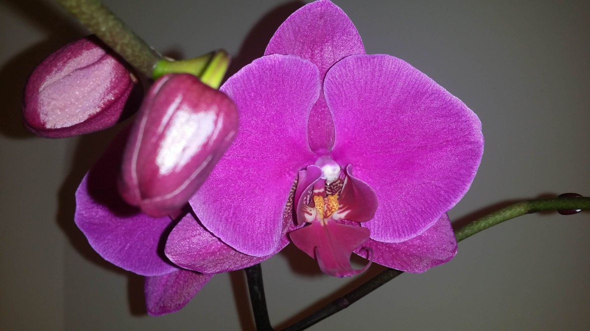 The Purple Orchid 2