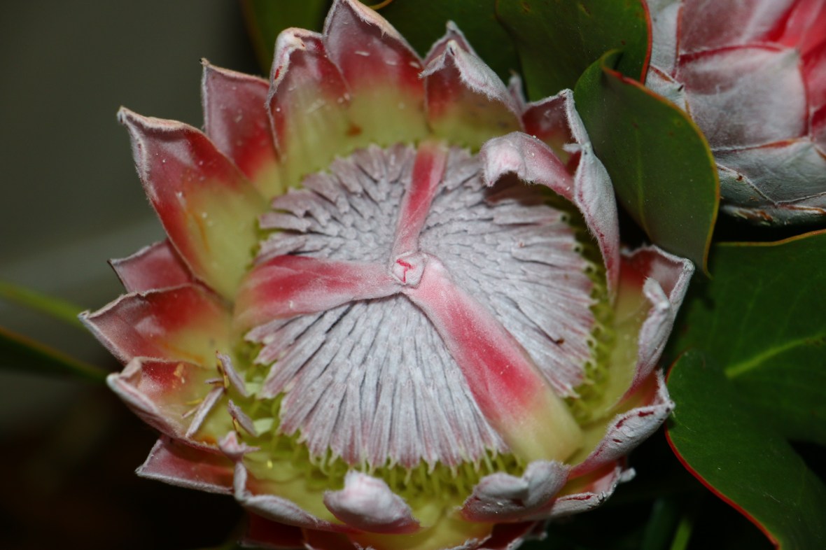 Queen Protea