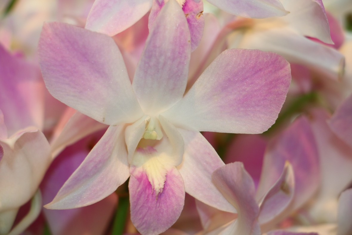 Light Pink & White Dendrobium Orchid