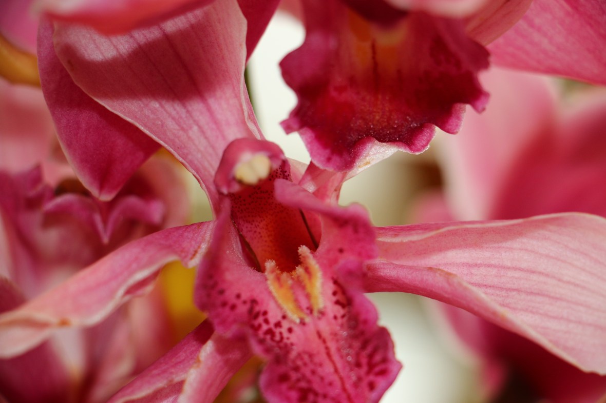 Pink Cymbidium III