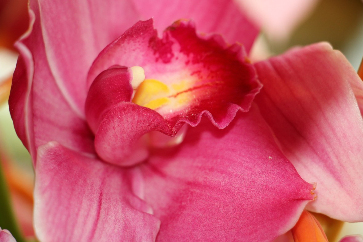 The Pink Cymbidium Close Up