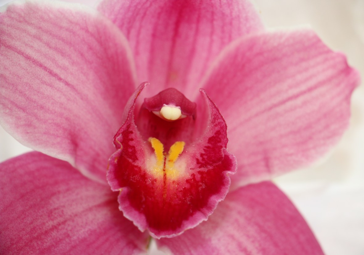 Pink Cymbidium 4
