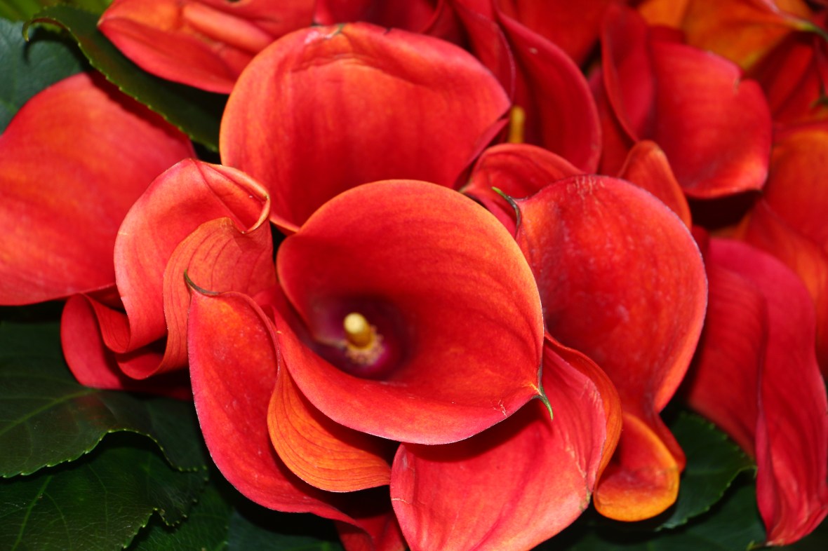 The Orange Calla - Lilies II