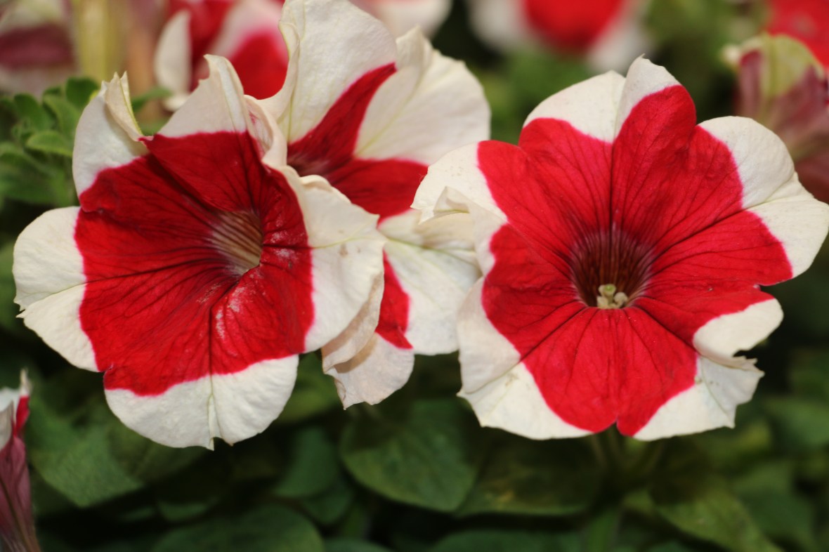 Red & White Petunia