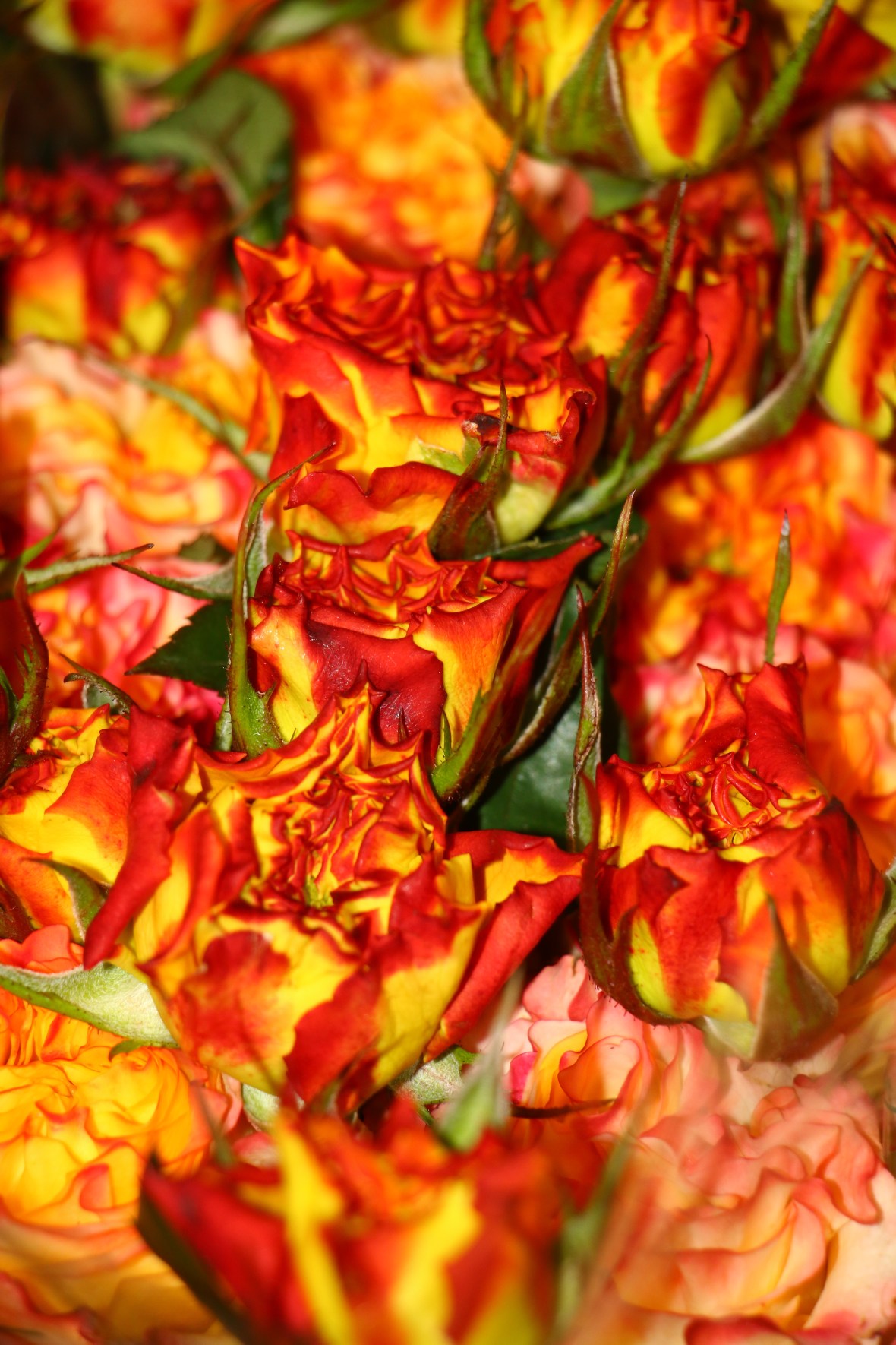Sea of Flames: The En Fuego Roses